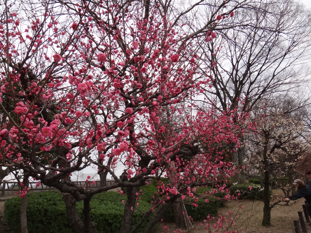 image.thumb.png.58f5407f2c5a9df0da0095a4f8137133.png